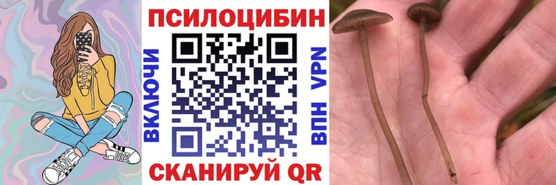Псилоцибиновые грибы прущие грибы Валдай